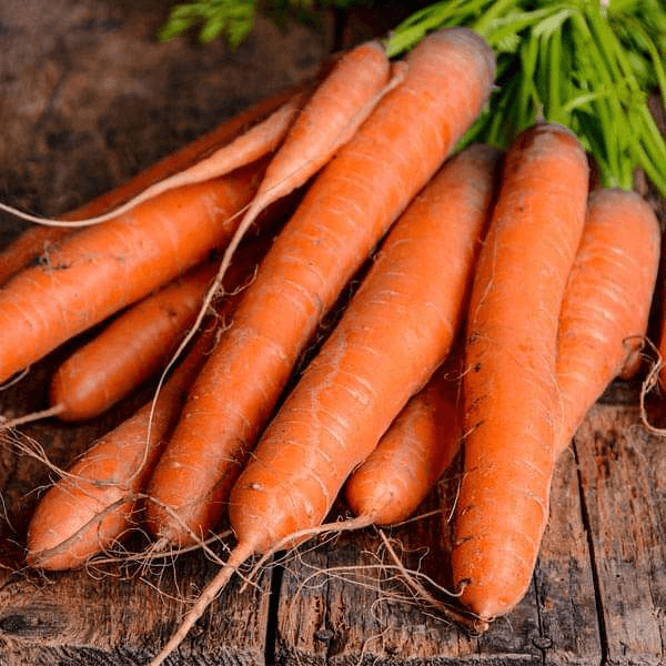 Carrot (Gajar)
