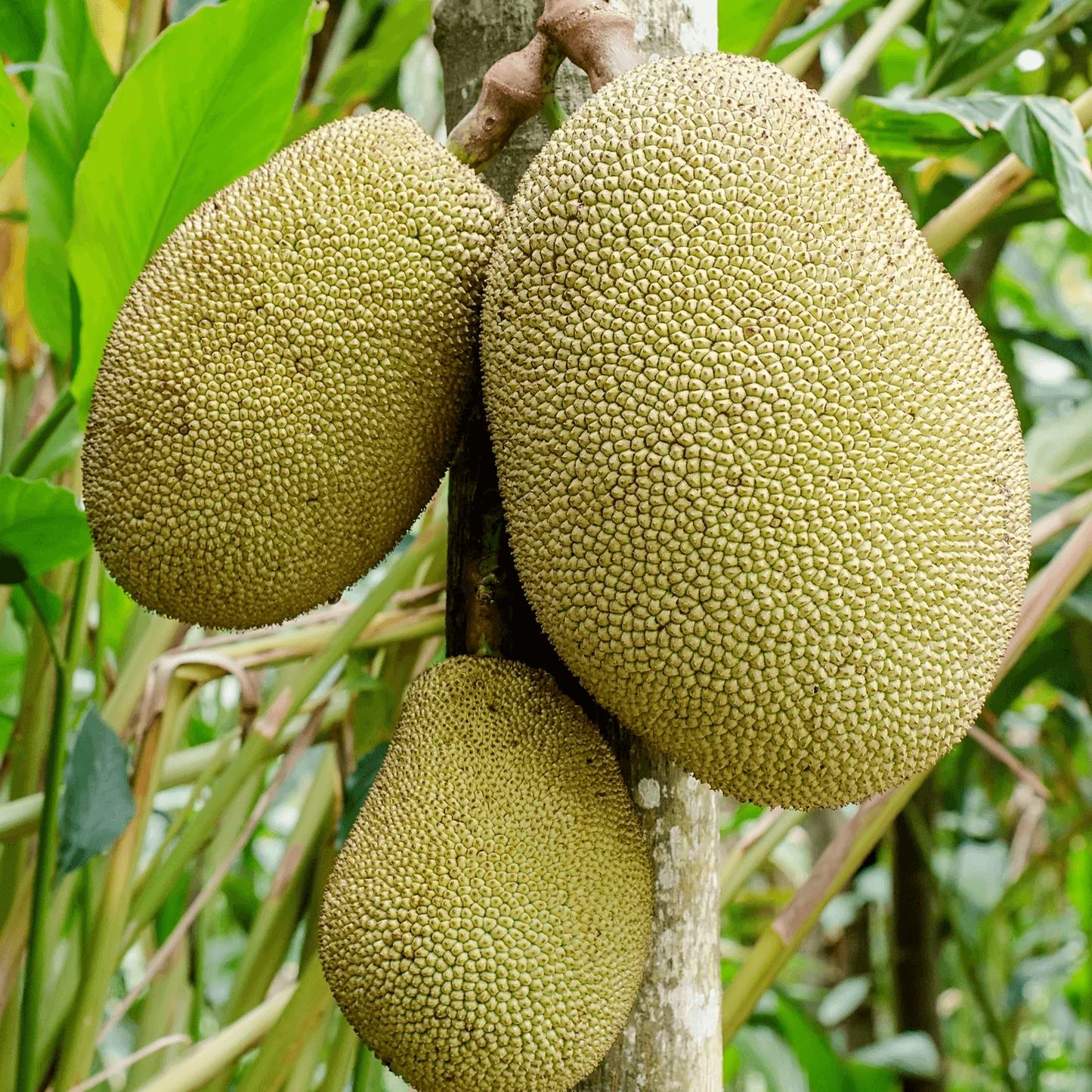 Jackfruit image