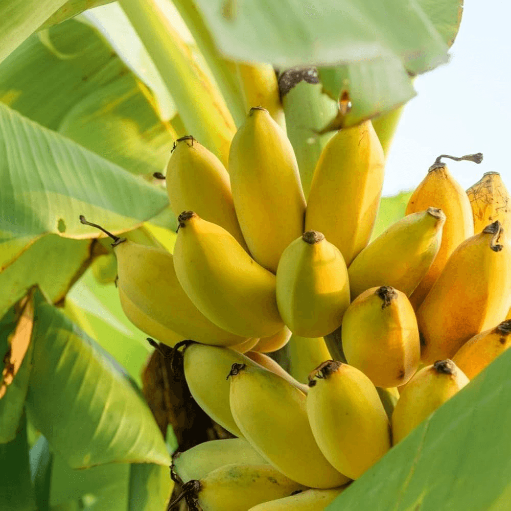 Banana image
